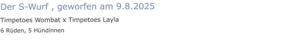 Der S-Wurf , geworfen am 9.8.2025 Timpetoes Wombat x Timpetoes Layla 6 Rüden, 5 Hündinnen
