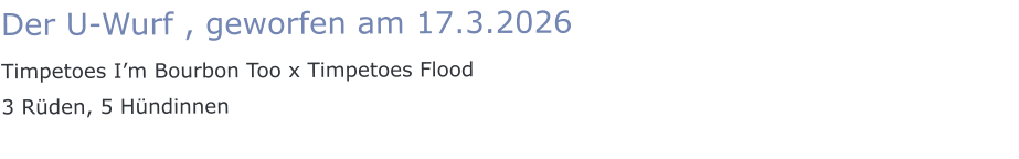 Der U-Wurf , geworfen am 17.3.2026 Timpetoes I’m Bourbon Too x Timpetoes Flood 3 Rüden, 5 Hündinnen
